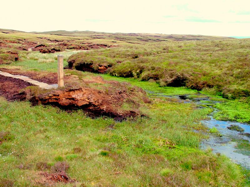 Source of River Severn from a peaty bog near Carn Fawr