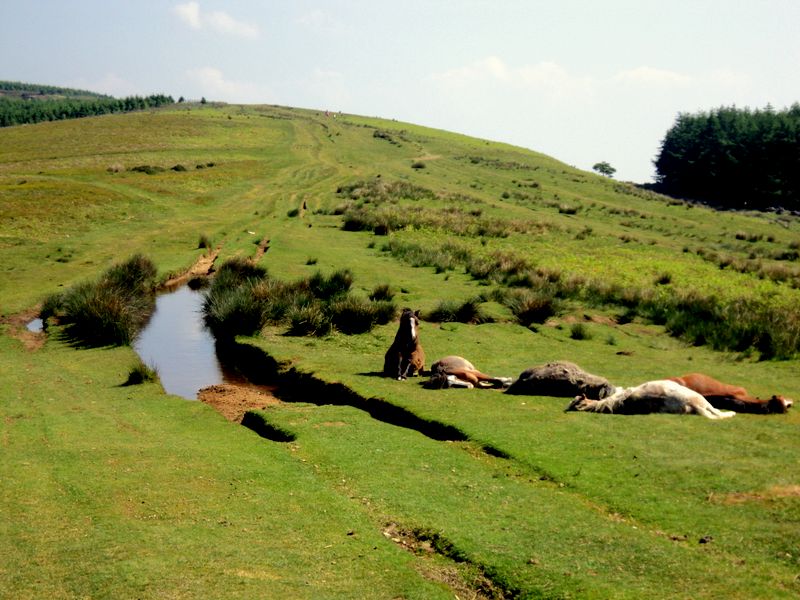 Ponies resting on Mynydd Henllys
