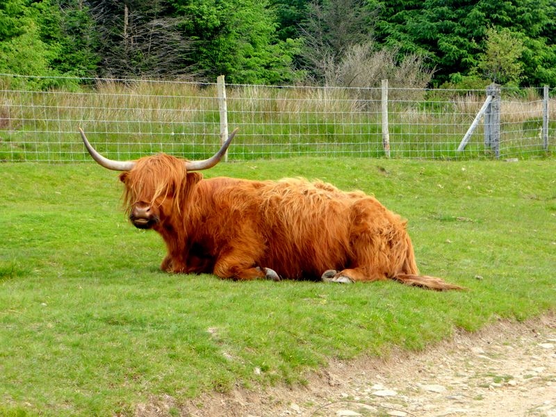 Cattle on Mynydd Henllys
