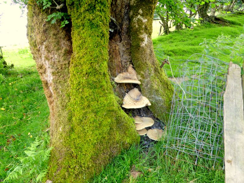 Fungi on Tree near Llettyrhaflaeth on route to Rhandirmwyn
